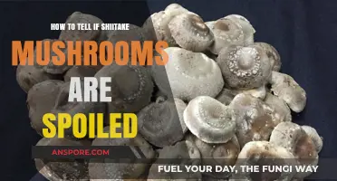 Spotting Spoiled Shiitake: Signs Your Mushrooms Have Gone Bad