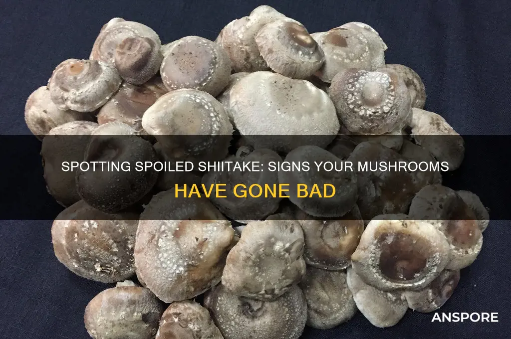 how to tell if shiitake mushrooms are spoiled