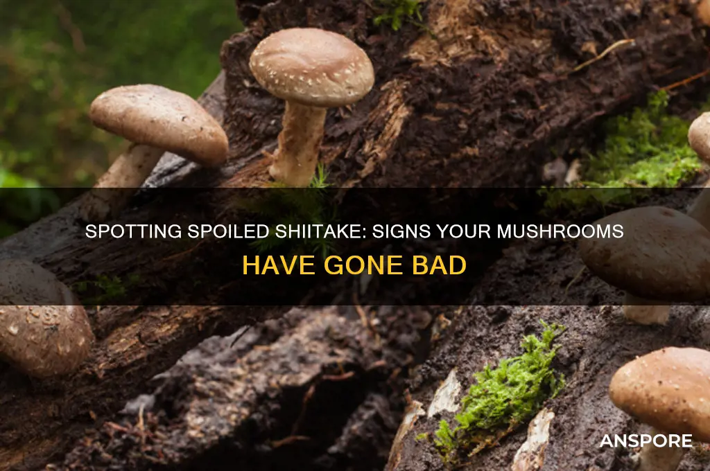 how to tell if shiitake mushrooms have gone bad