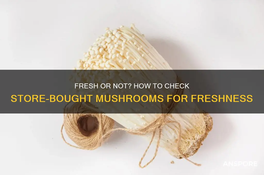how to tell if store bought mushrooms are still good