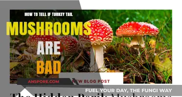 Identifying Spoiled Turkey Tail Mushrooms: Signs of Bad Quality