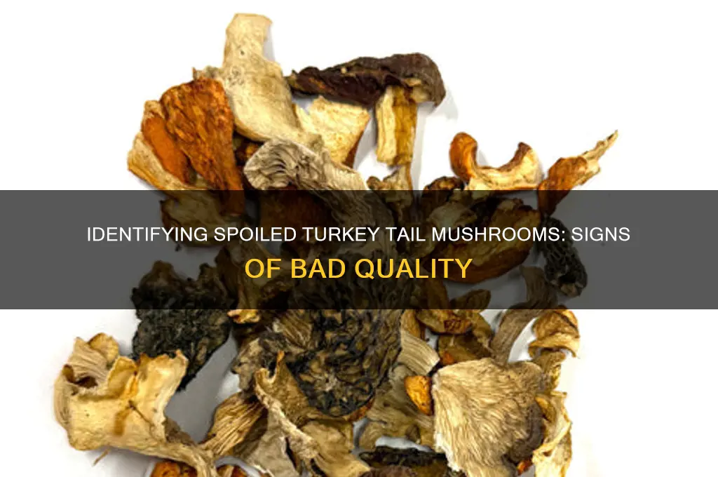 how to tell if turkey tail mushrooms are bad