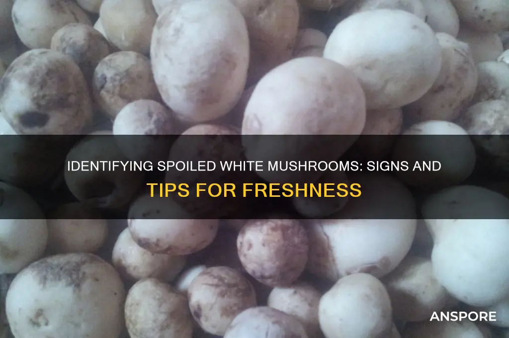 how to tell if white mushroom is spoil