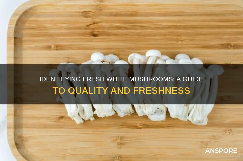 how to tell if white mushrooms are good