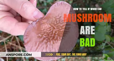Identifying Spoiled Wood Ear Mushrooms: Key Signs to Watch For
