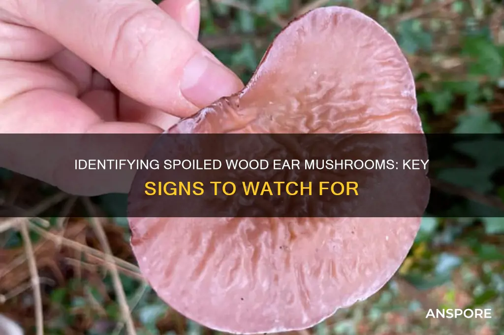 how to tell if wood ear mushrooms are bad