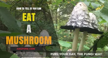 Identifying Edible Mushrooms: A Safe Guide to Foraging and Eating