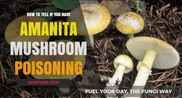 Recognizing Amanita Mushroom Poisoning: Symptoms, Risks, and Immediate Actions