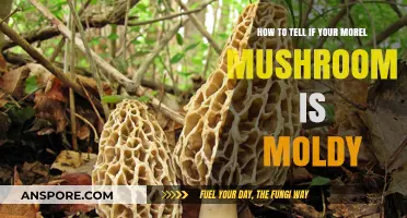 Identifying Moldy Morel Mushrooms: A Guide to Safe Foraging