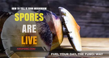 Identifying Viable Mushroom Spores: A Comprehensive Guide for Growers