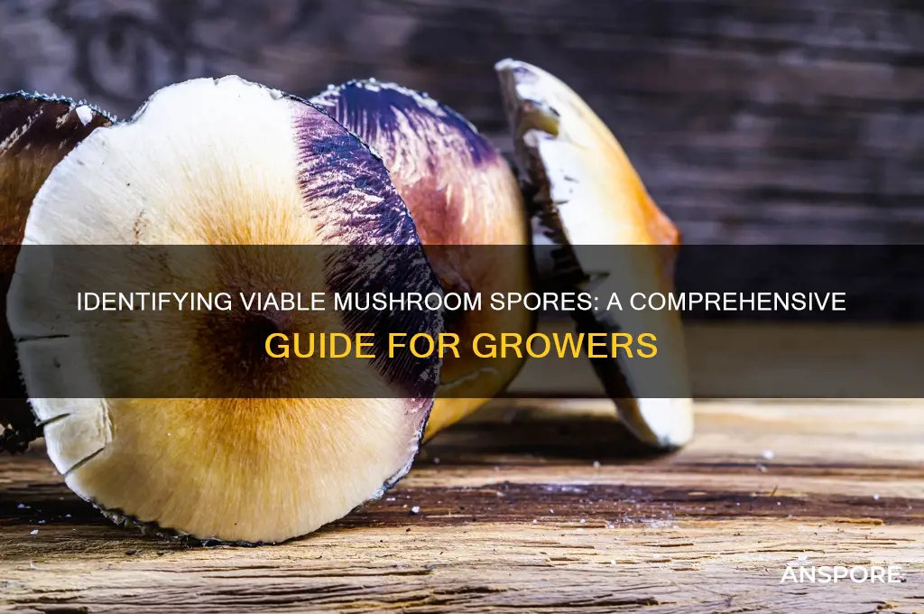 how to tell if your mushroom spores are live