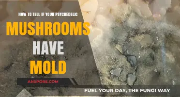 Identifying Mold on Psychedelic Mushrooms: A Crucial Safety Guide