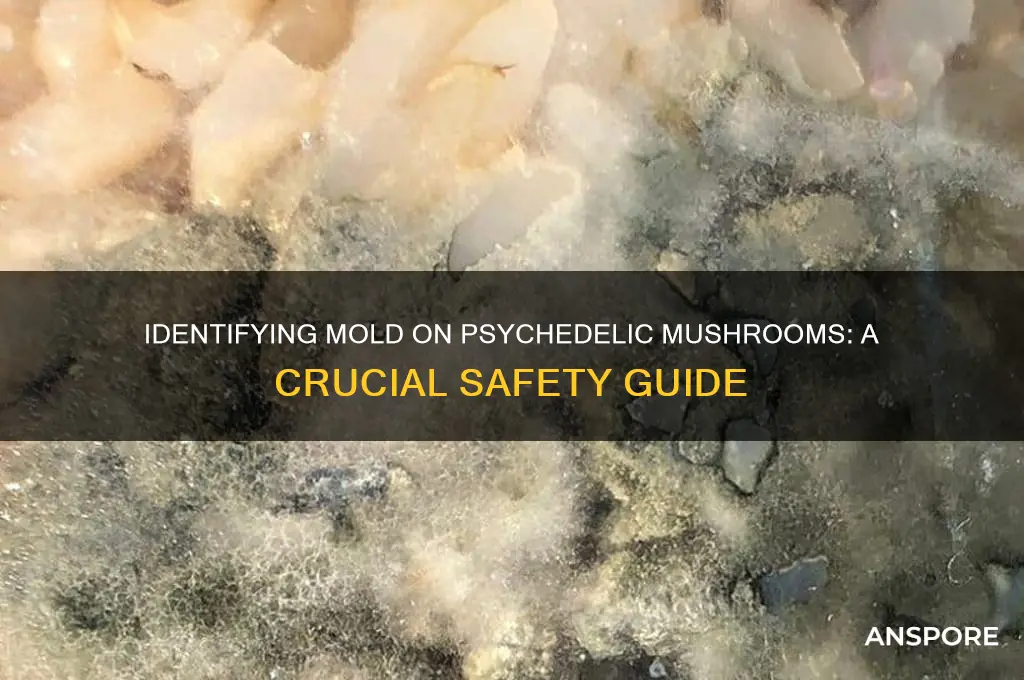 how to tell if your psychedelic mushrooms have mold