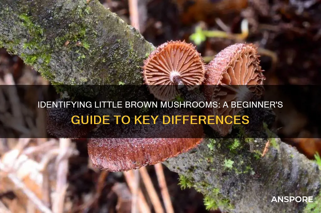 how to tell little brown mushrooms apart
