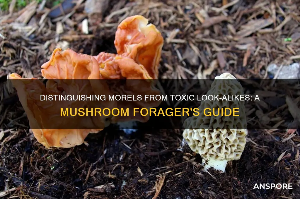how to tell moral fron look alike mushrooms