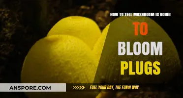 Identifying Mushroom Bloom: Signs Your Plugs Are Ready to Flourish