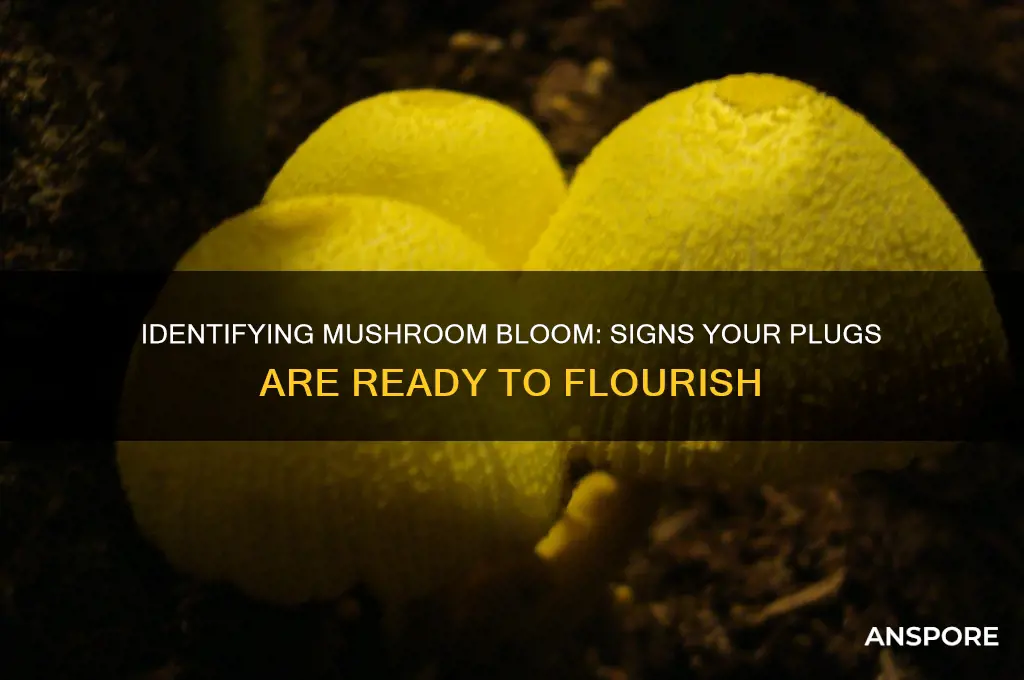 how to tell mushroom is going to bloom plugs