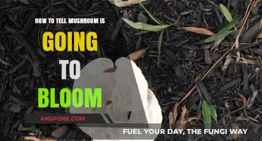Signs Your Mushroom is About to Bloom: A Beginner's Guide