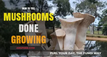 Signs Your Mushrooms Are Fully Grown: A Comprehensive Harvest Guide