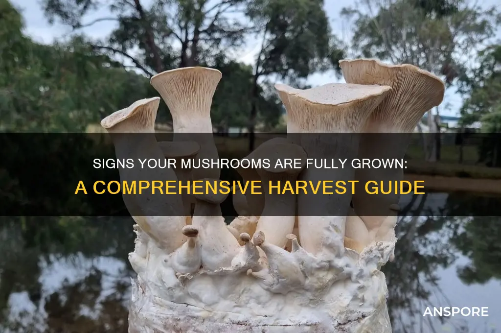 how to tell mushrooms done growing