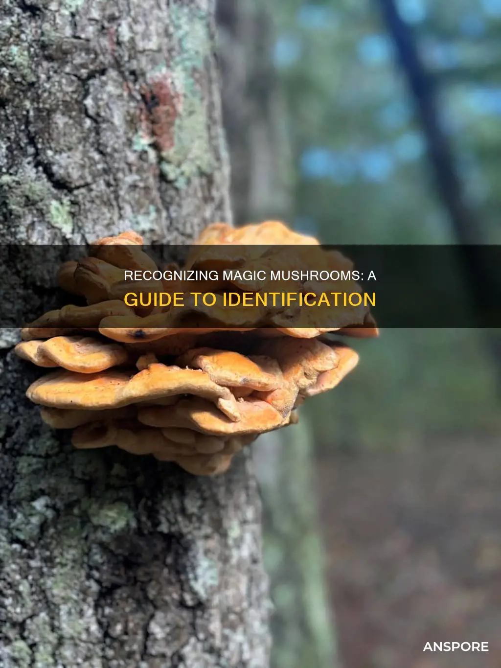 how to tell mushrooms magi