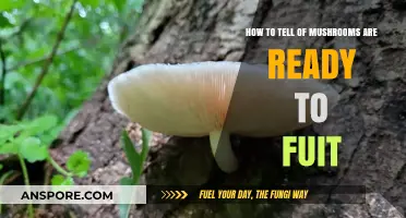 Spotting the Signs: When Your Mushrooms Are Ready to Fruit