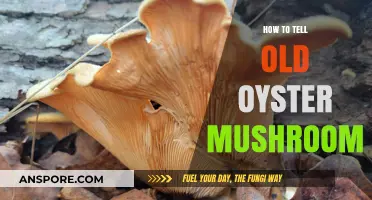 Identifying Aged Oyster Mushrooms: Expert Tips for Spotting Older Varieties