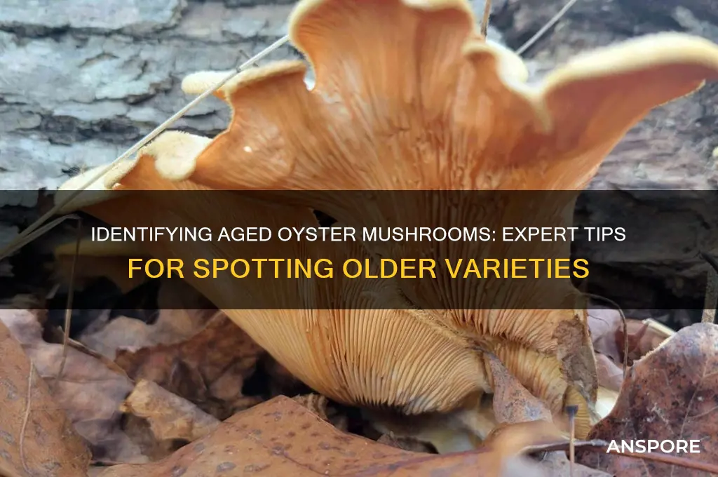 how to tell old oyster mushroom