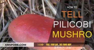 Identifying Pilicobin Mushrooms: A Guide