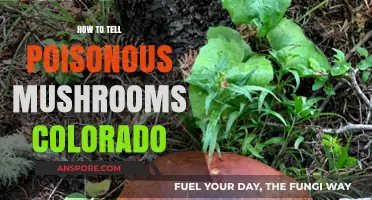 Identifying Poisonous Mushrooms in Colorado: A Beginner's Safety Guide