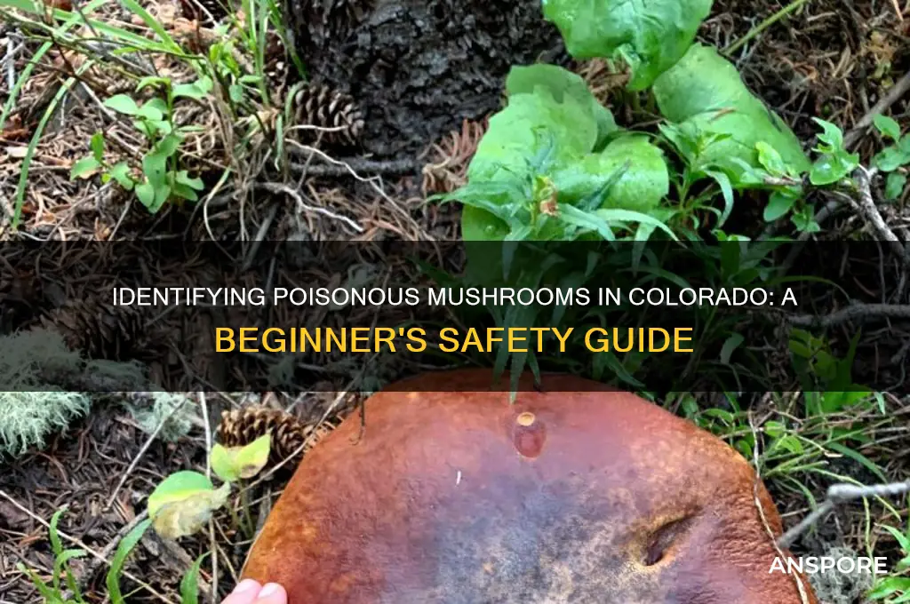 how to tell poisonous mushrooms colorado
