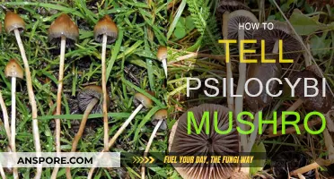Recognizing Magic Mushrooms: A Guide to Identifying Psilocybin
