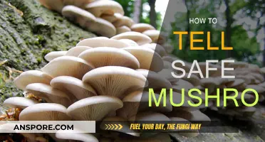Identifying Edible Mushrooms: A Forager's Guide