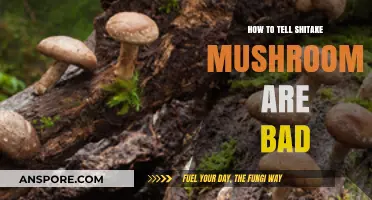 Identifying Spoiled Shiitake Mushrooms: Signs of Bad Quality and Freshness