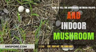 Field vs. Home: Identifying Wild and Indoor Mushrooms Easily