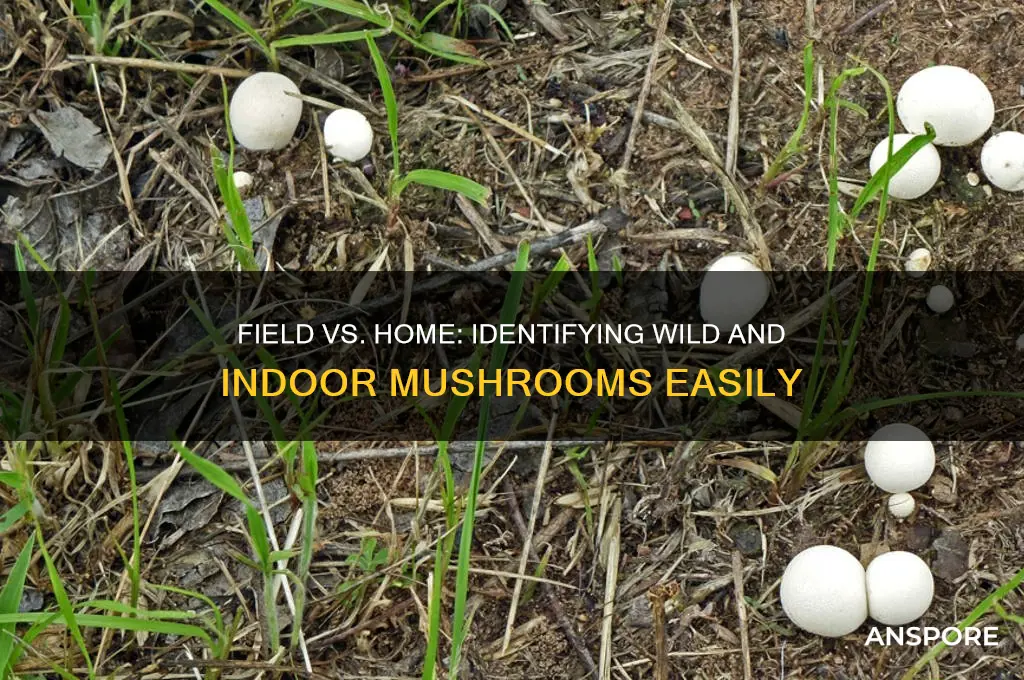 how to tell the difference between fieldys and indoor mushrooms