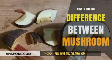 Identifying Mushrooms: A Beginner's Guide to Spotting Key Differences