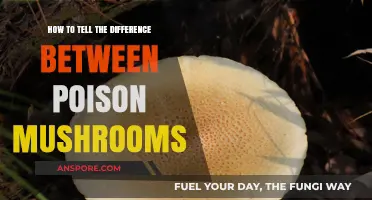 Identifying Deadly Mushrooms: A Guide to Spotting Poisonous Varieties Safely