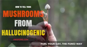 Identifying Toxic vs. Hallucinogenic Mushrooms: A Safe Foraging Guide
