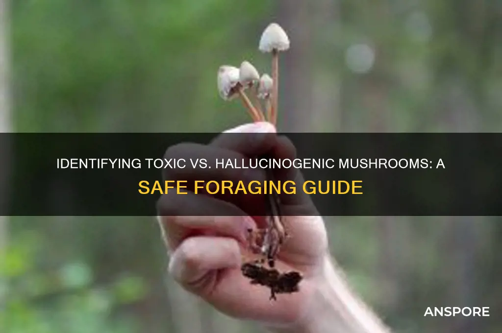 how to tell toxic mushrooms from hallucinogenic