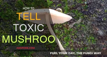 Identifying Toxic Mushrooms: What to Look For
