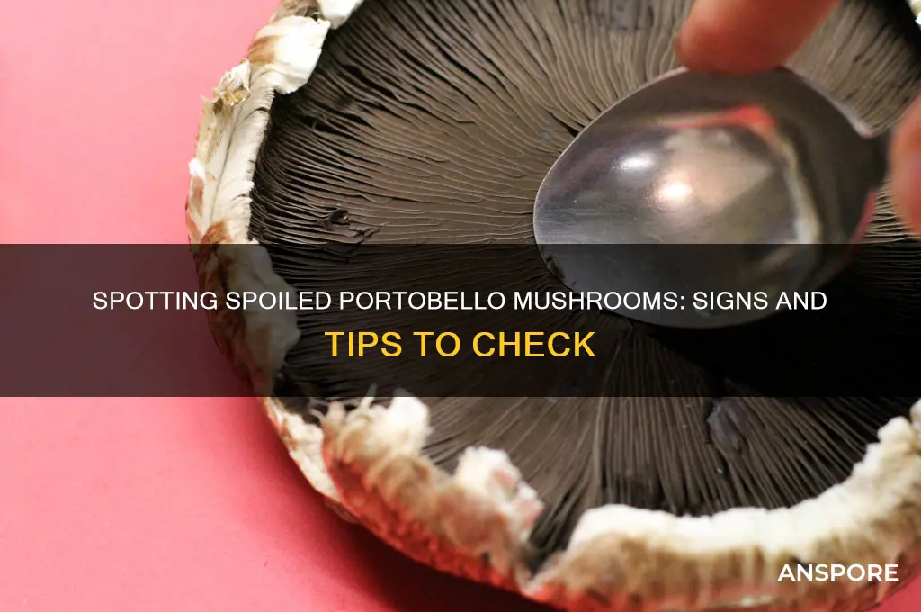how to tell uf portebello mushroom bad