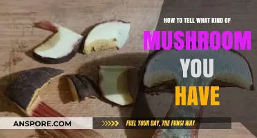 Identifying Mushrooms: A Beginner's Guide to Recognizing Your Fungal Finds