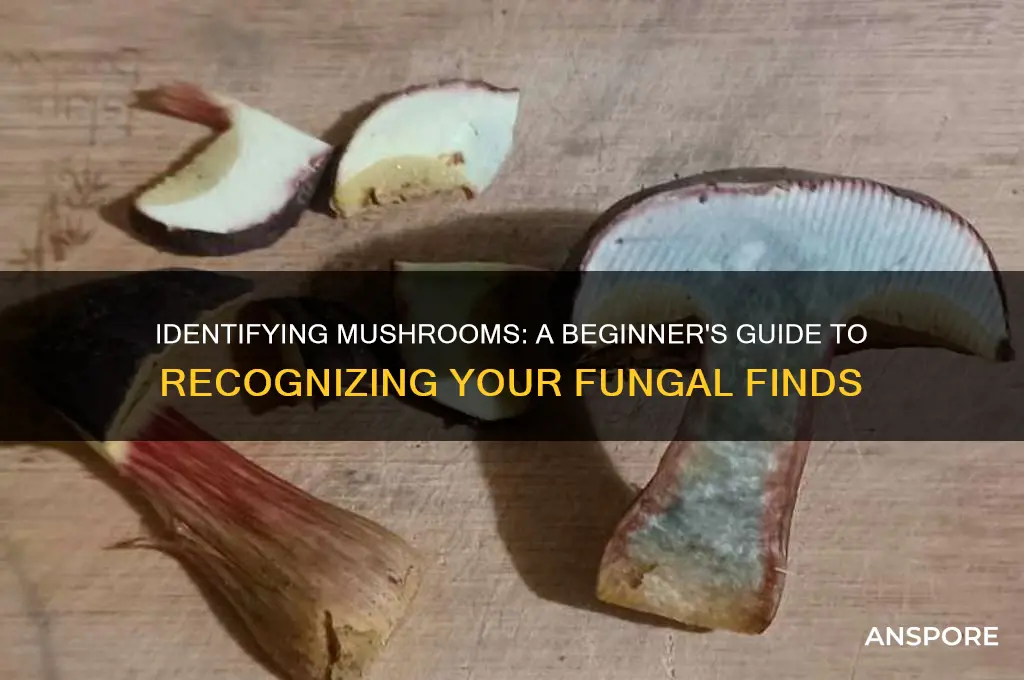how to tell what kind of mushrooms you have