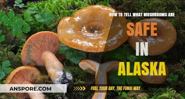 Alaska's Edible Mushrooms: A Guide to Safe Foraging in the Wild