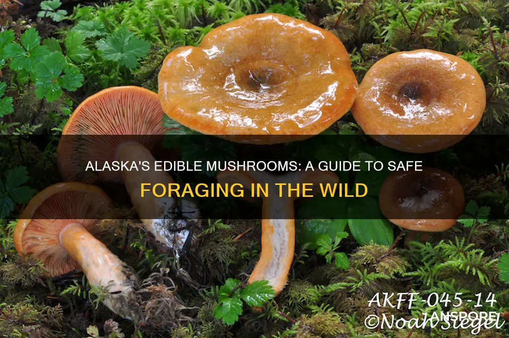how to tell what mushrooms are safe in alaska