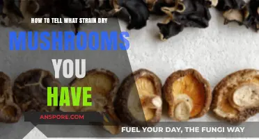 Identifying Your Dry Mushroom Strain: A Comprehensive Guide for Enthusiasts