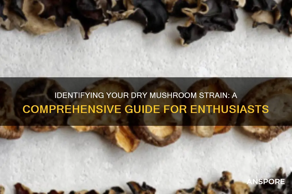 how to tell what strain dry mushrooms you have