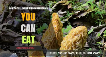 Identifying Edible Wild Mushrooms: A Safe Foraging Guide for Beginners