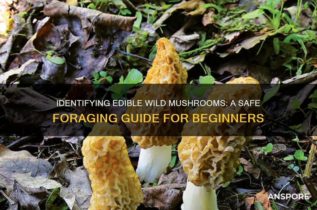 how to tell what wild mushrooms you can eat